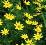 bee on yellow flowers